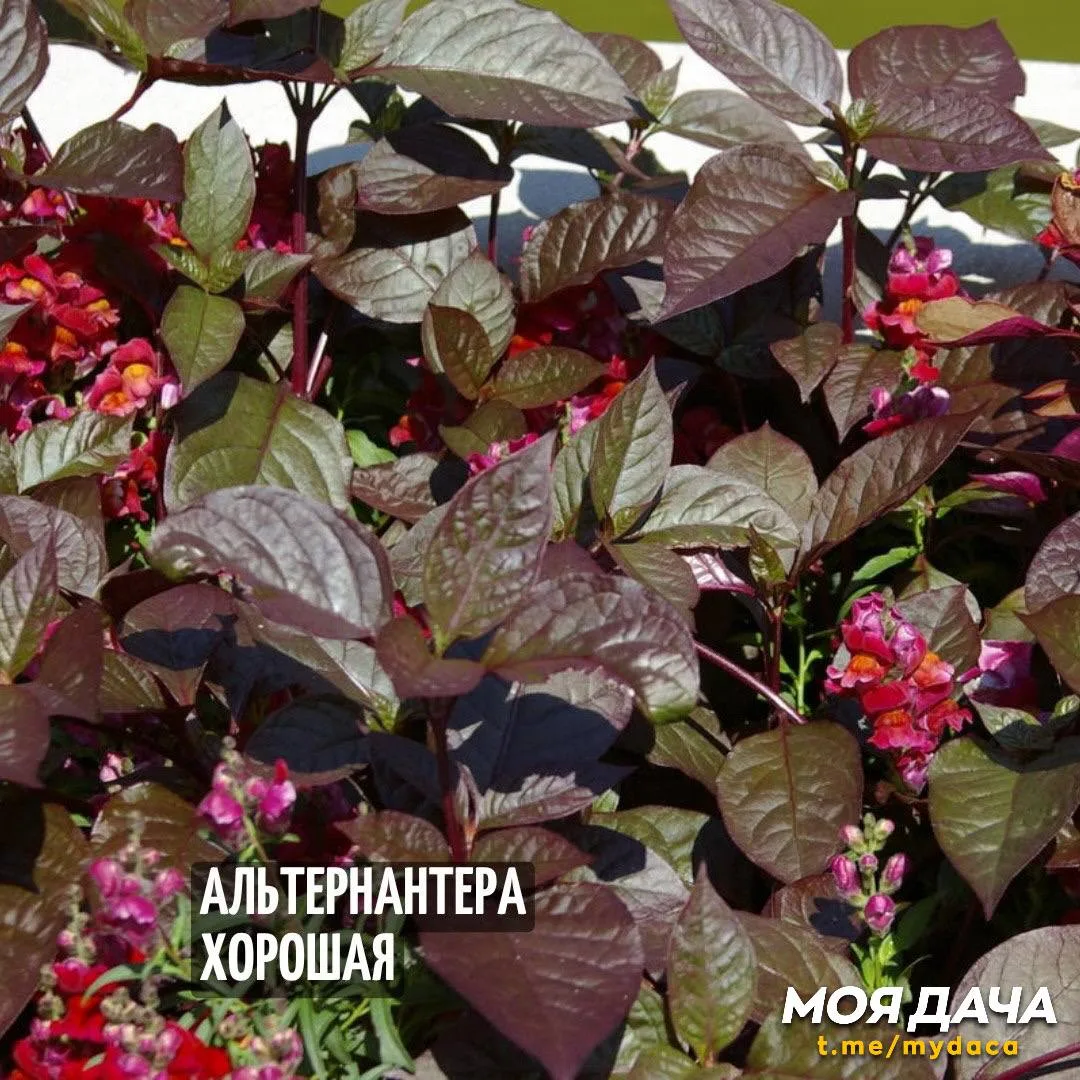Изображение 4 к публикации «Моя Дача»
