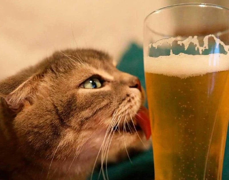 🍺 День любителей пива отмечают сегодня.