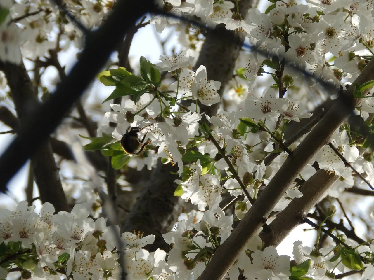 Цветущая алыча в Твери 🌸🌳  Фото с улицы Жигарева публикуют Натуральные новости.   📸: Вадим Рыбаков  