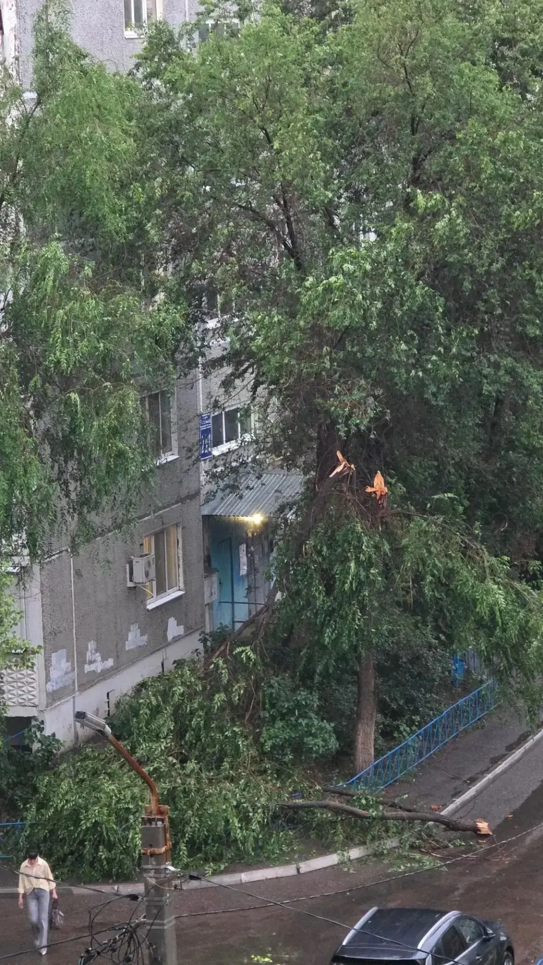 В Оренбурге продолжают падать деревья