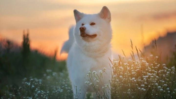 Закат с акитой в миллион раз красивее, согласны? 😍

🐶 Акита-ину и Американская Акита 🐶
Поделиться