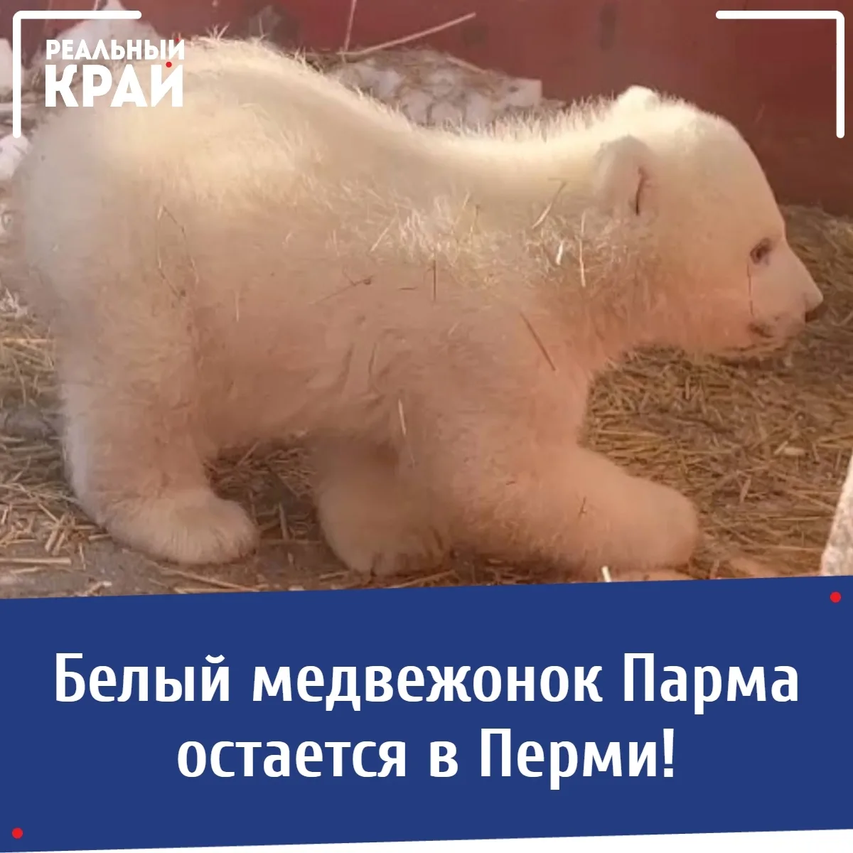 Отличные новости: малышка Парма никуда не уедет.