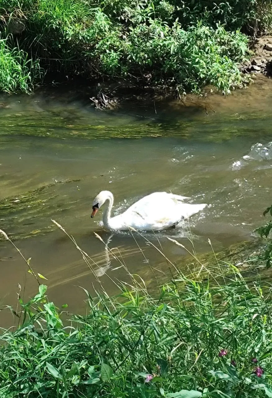 🦢 В реке Охте заметили неожиданного гостя — красивого лебедя