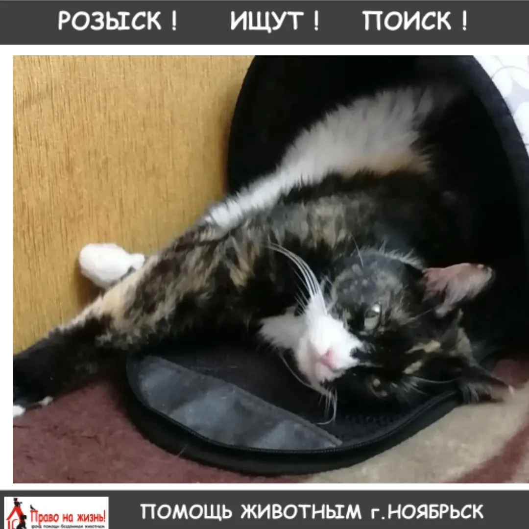 Потерялась кошка в районе Ленина 63. Просьба, кто видел позвонить по номеру +7 (908) 855-70-11. В лю