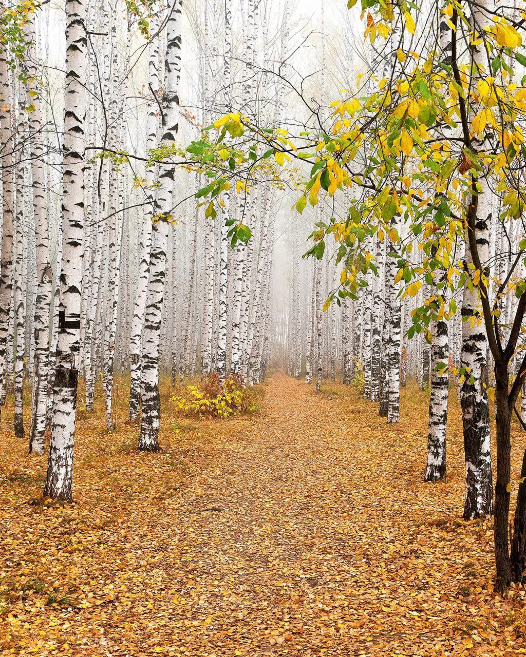 Впереди нас ждет прекрасная осенняя пора.. 🍂🍁