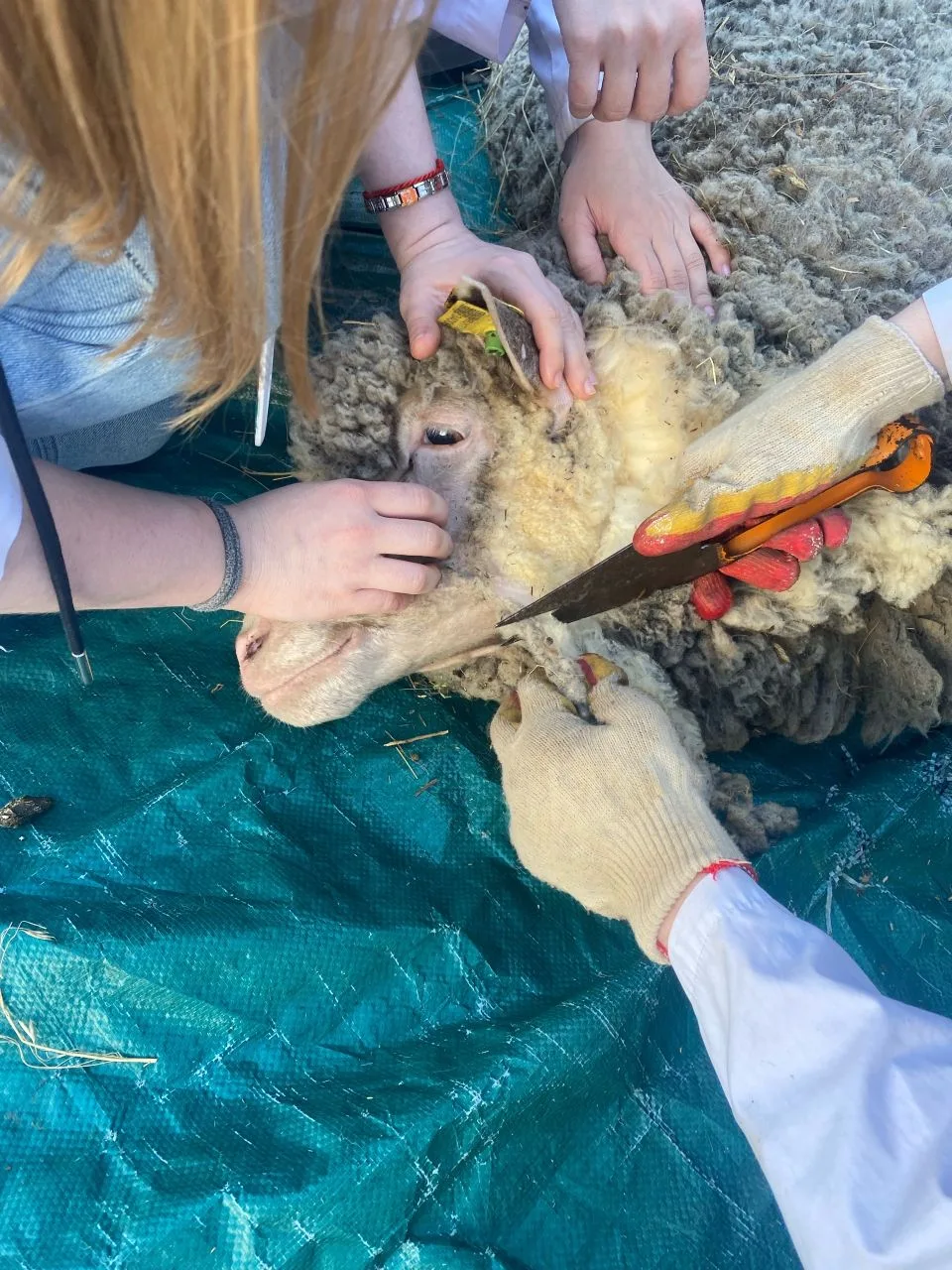 🐏Шерсть - не вата. Копыто не гвоздь   Студенты групп В403 и В404 под руководством доцентов Рифката Н