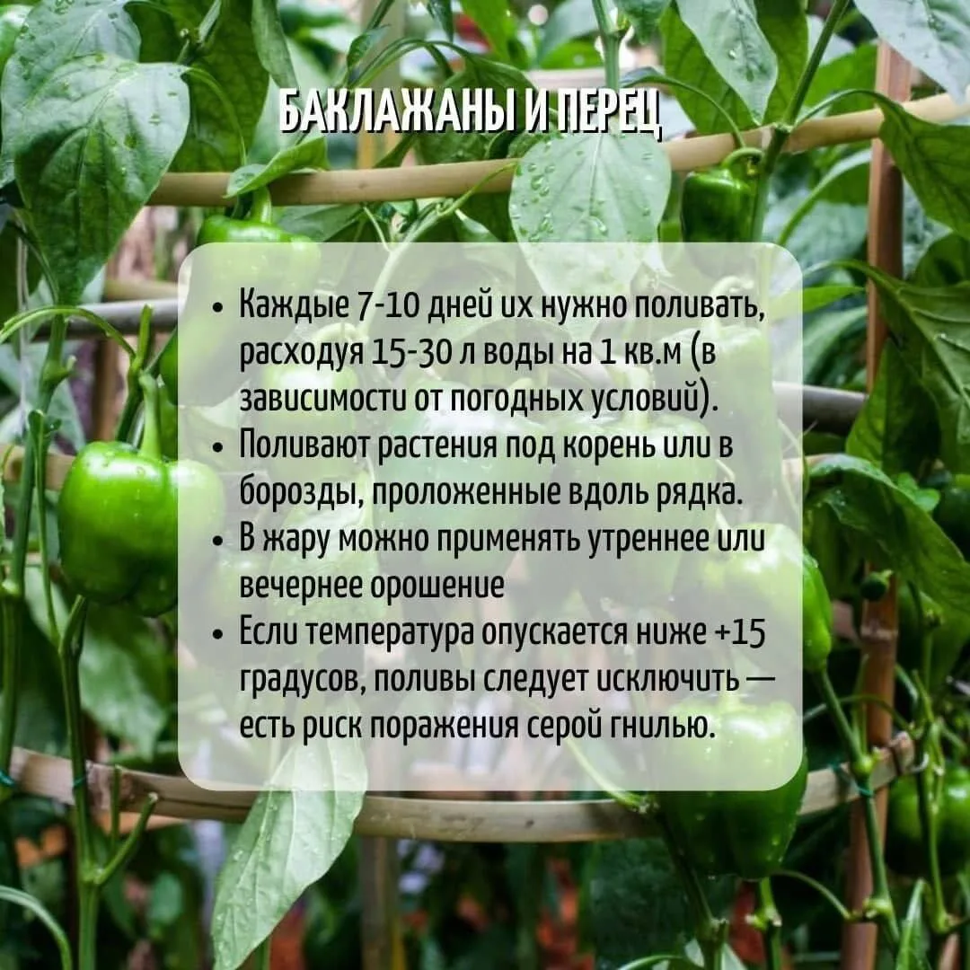 Правила полива баклажан и перца в 1 фото 💧