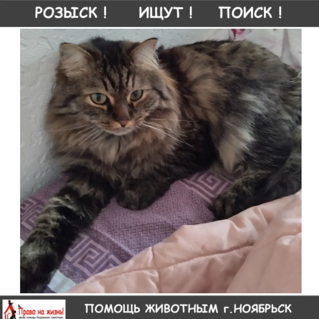 Снова убежал кот по кличке Семен пару дней назад в районе киевской 18, тел. 89501555791