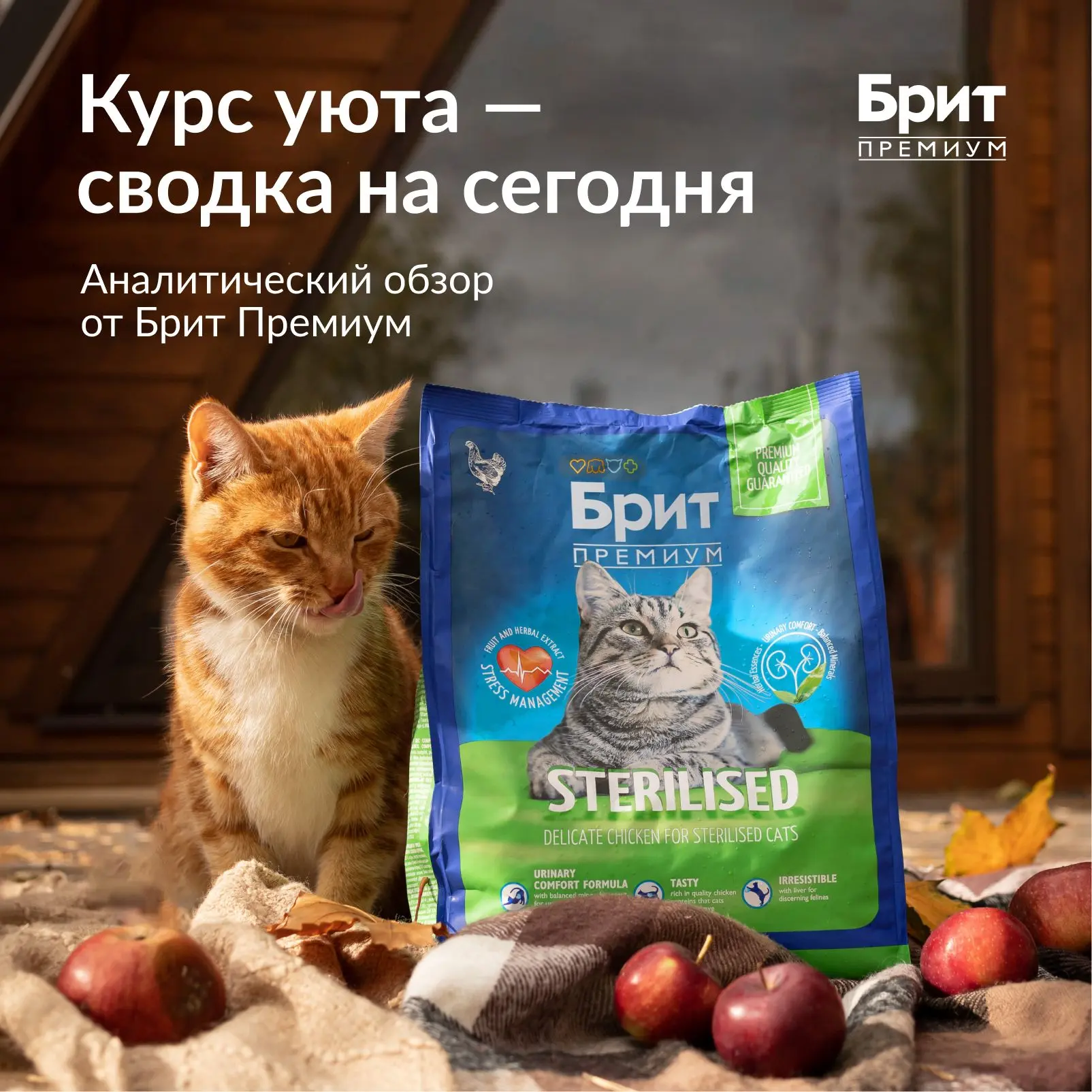 🍁 Сводка на сегодня: курс уюта продолжает расти.