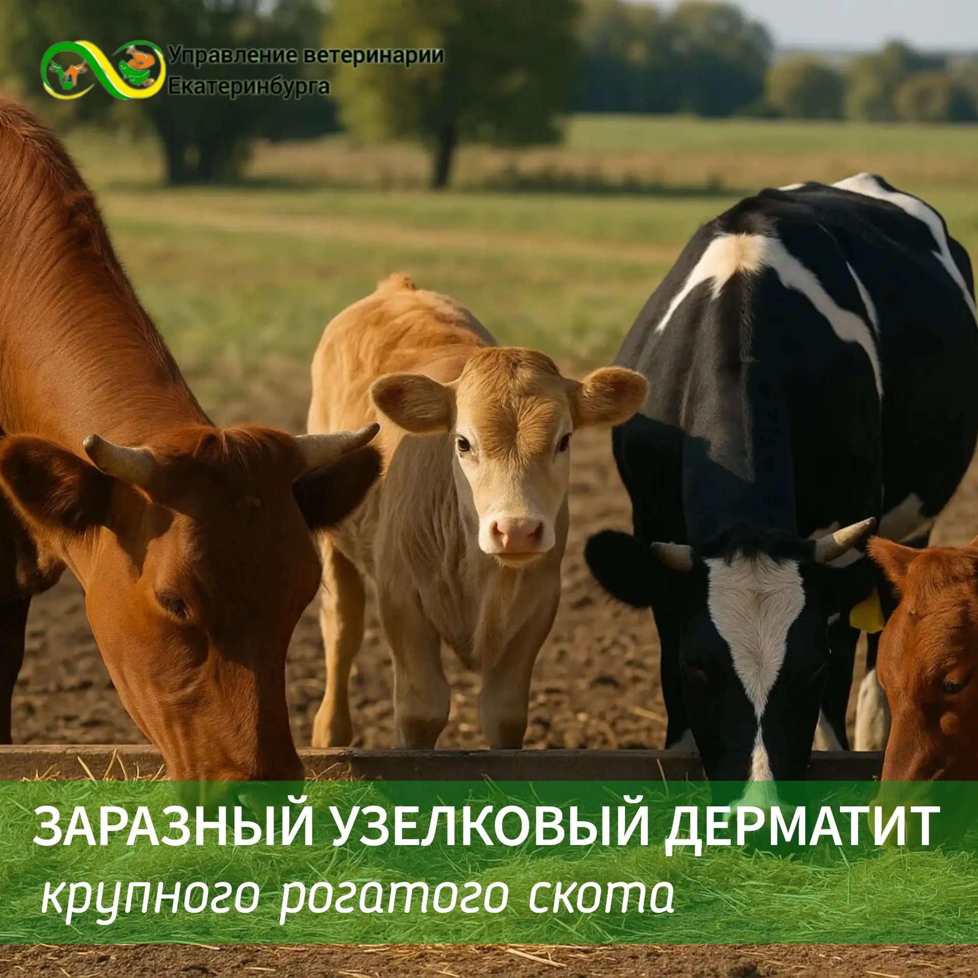 🐮 Что нужно знать о заразном узелковом дерматите (ЗУД) крупного рогатого скота.