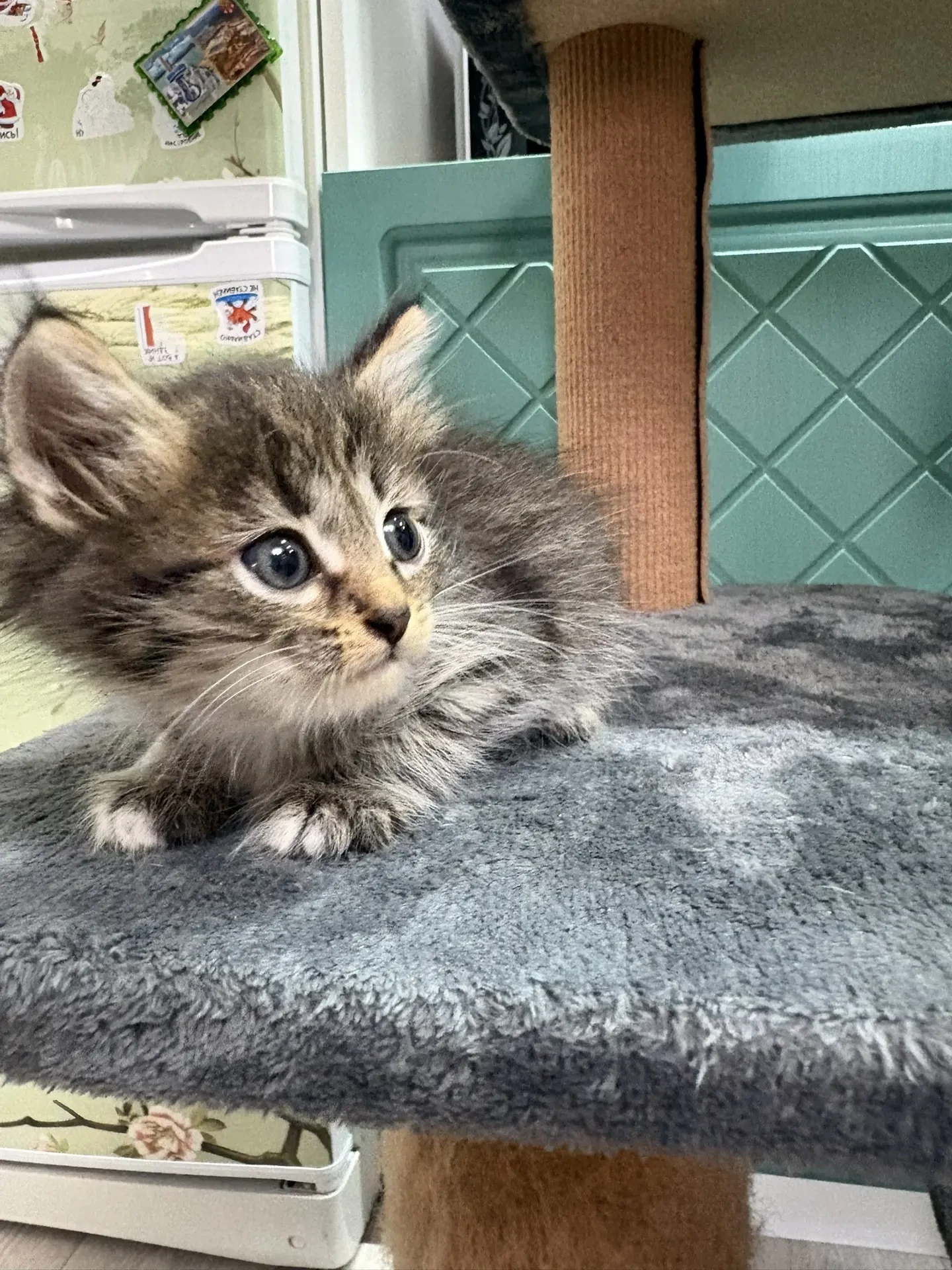Отдадим котят, две девочки, два мальчика. Кушают все. В лоток приучены
