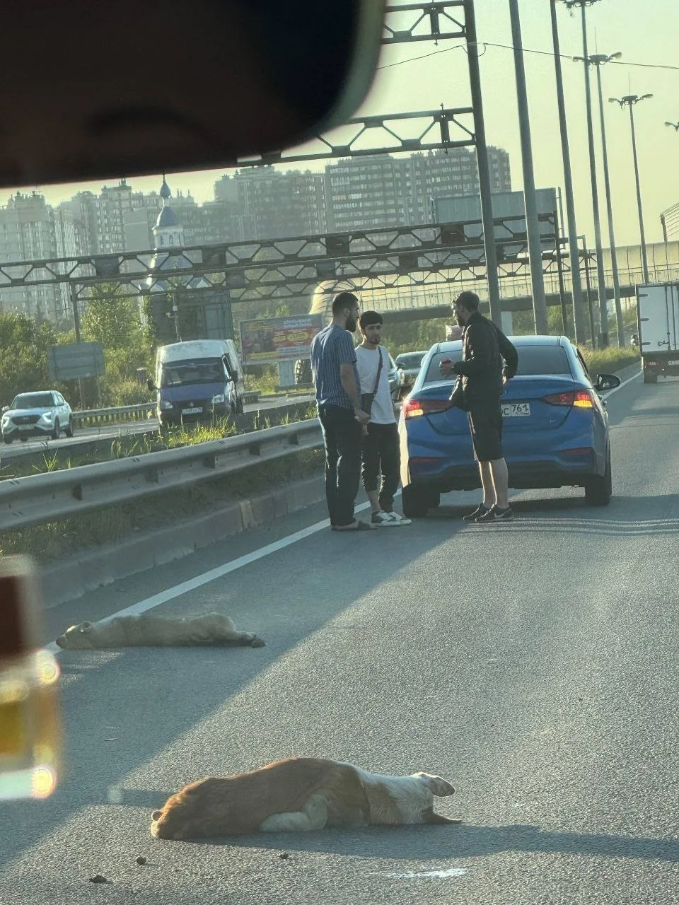 На Московском шоссе под колеса автомобилей попали две собаки