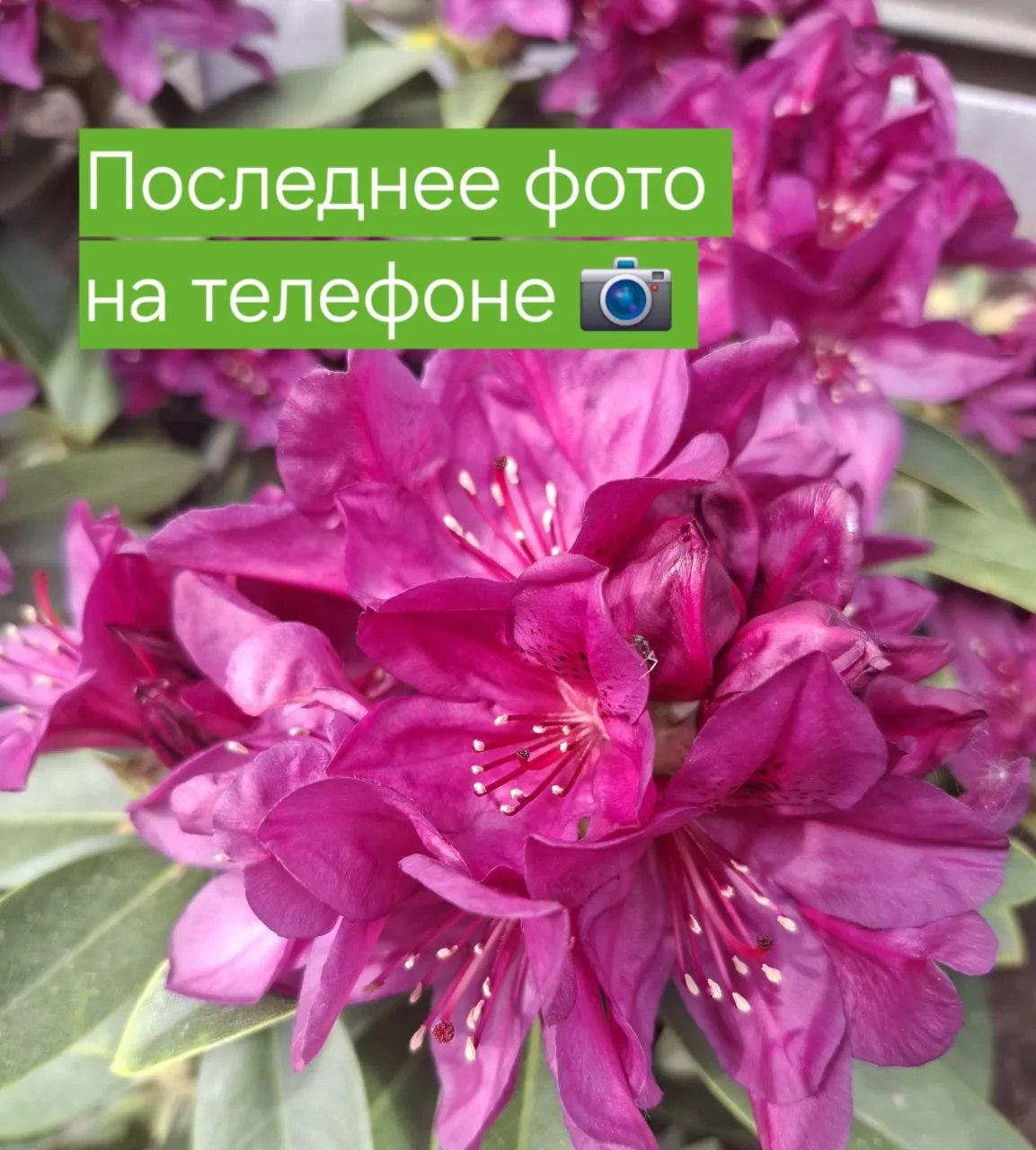 📸 Любимая рубрика выходного дня «Последнее фото на телефоне».  Делитесь с нами вашими событиями про