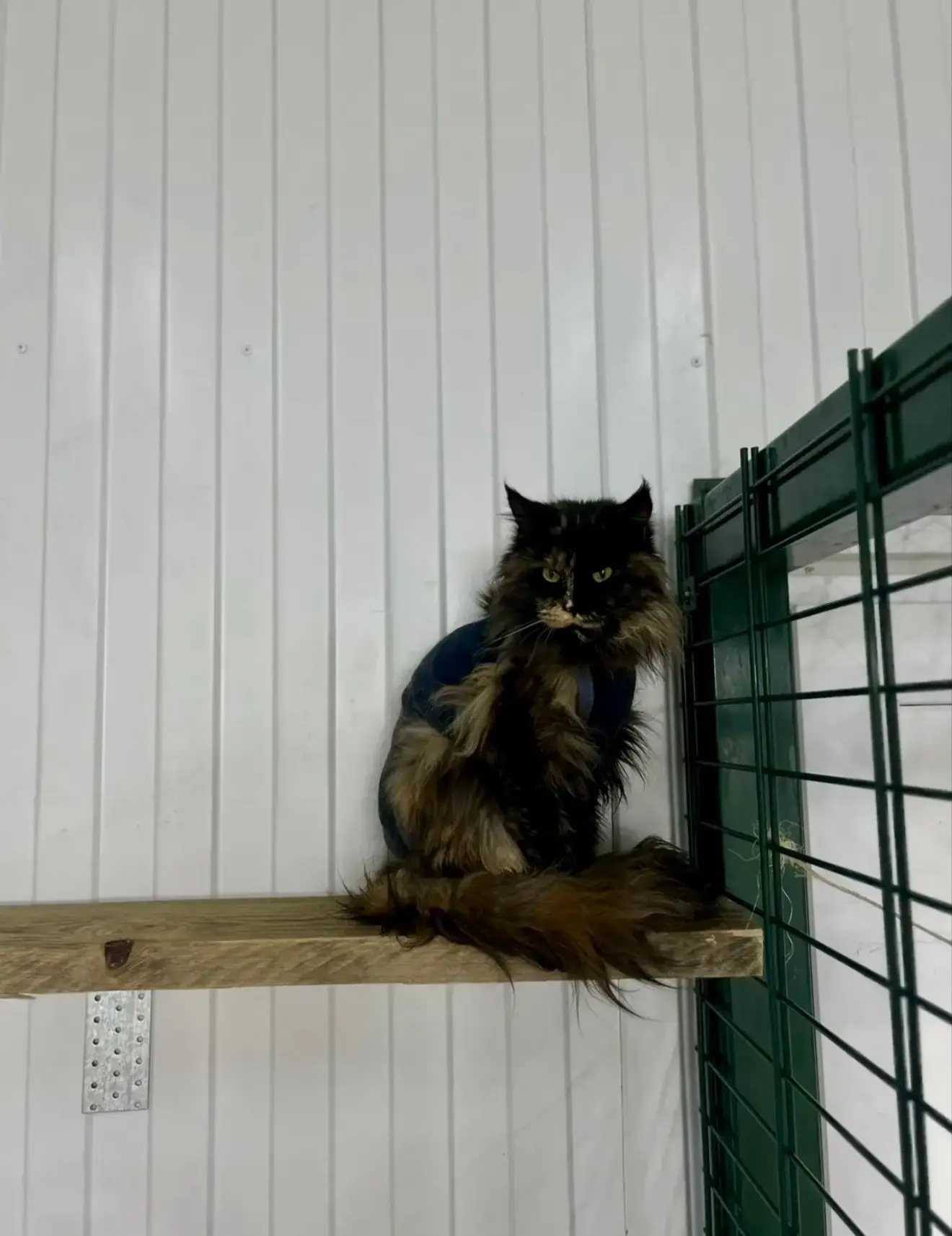 🐾 Суббота — день знакомств и внимания у хвостиков!

Приют «ГороДог» с радостью открывает свои двери