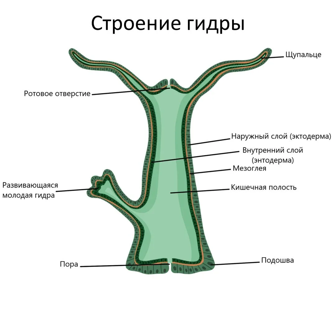 Кишечнополостные на примере гидры