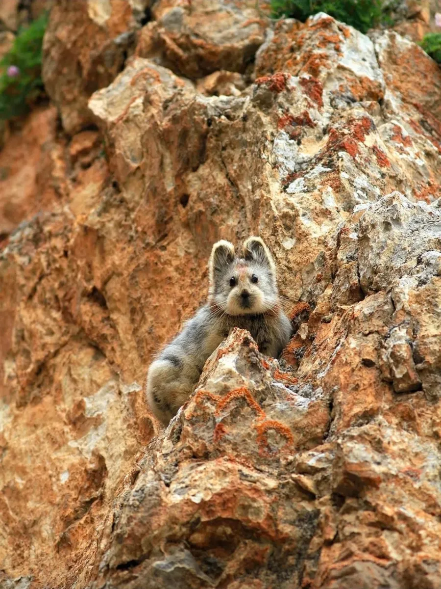 Илийская пищуха (Ochotona iliensis) — это редчайшее млекопитающее из отряда зайцеобразных, обитающее