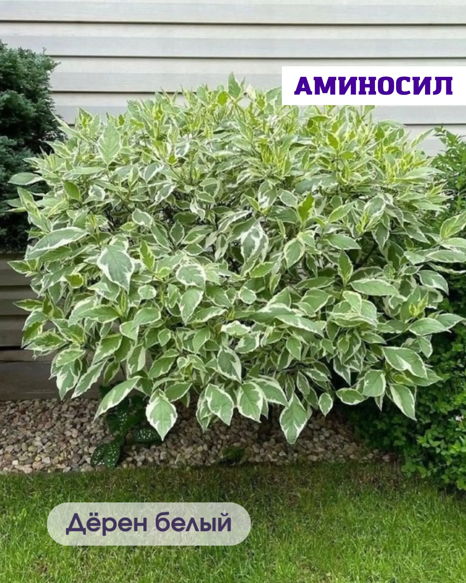 🌿 5 неприхотливых кустарников, которые мгновенно преобразят ваш сад  Хотите, чтобы участок выглядел 