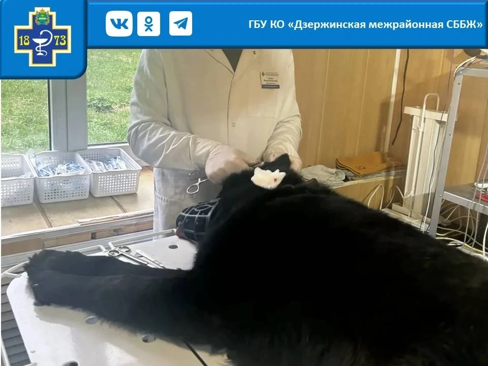 Рэкс 3 года, немецкая овчарка, гематома на ухе.