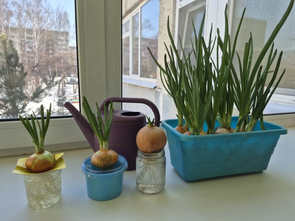 Зелёный урок для детей: посадка лука в детском саду 🌱