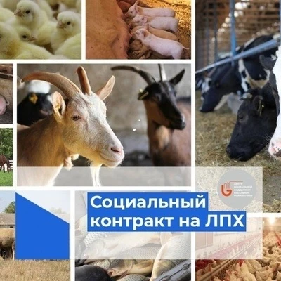 Социальный контракт на развитие ЛПХ: как государство помогает сельским жителям.