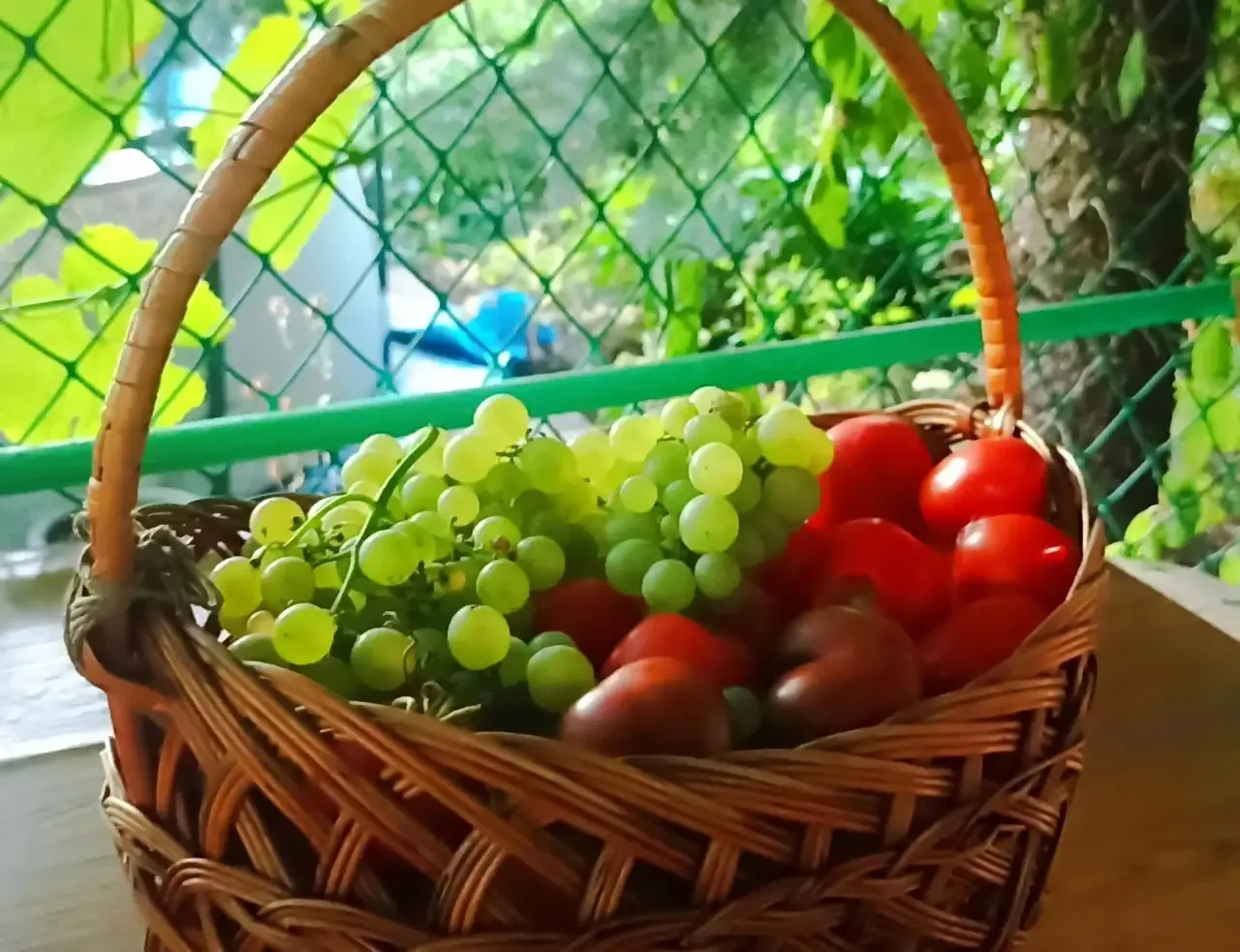 🍅🍆🌶️Мы снимаем урожай: помидоры, огурцы, кабачки, виноград. Корреспондент ОРТ Елена ...