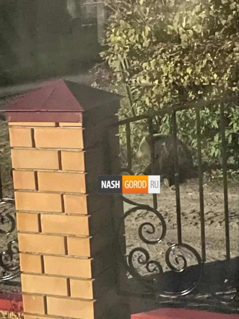 ❗️Медведя заметили в поселке под Тюменью