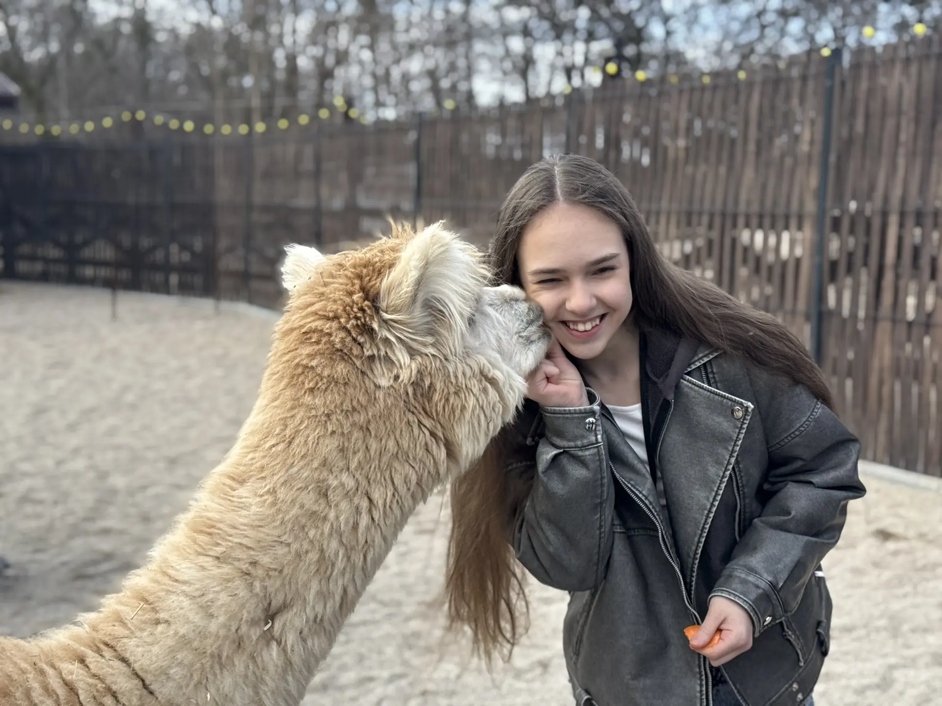 В гости к альпакам 🦙   Учащиеся 6В класса посетили парк альпак «Тиргартен», расположенный у стен зам
