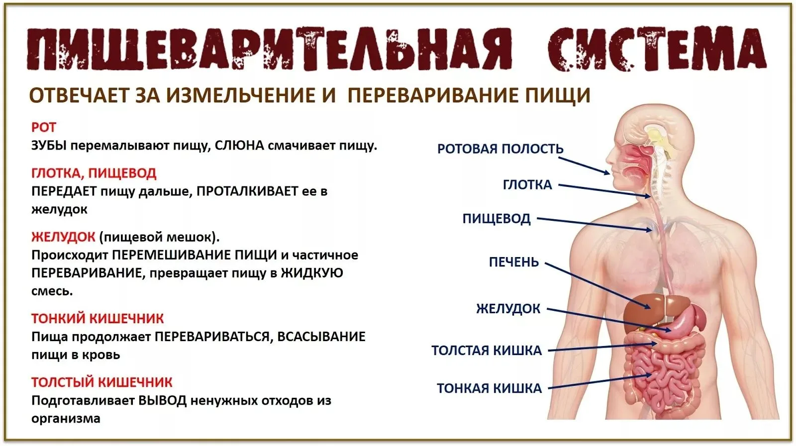 Пищеварительная система.