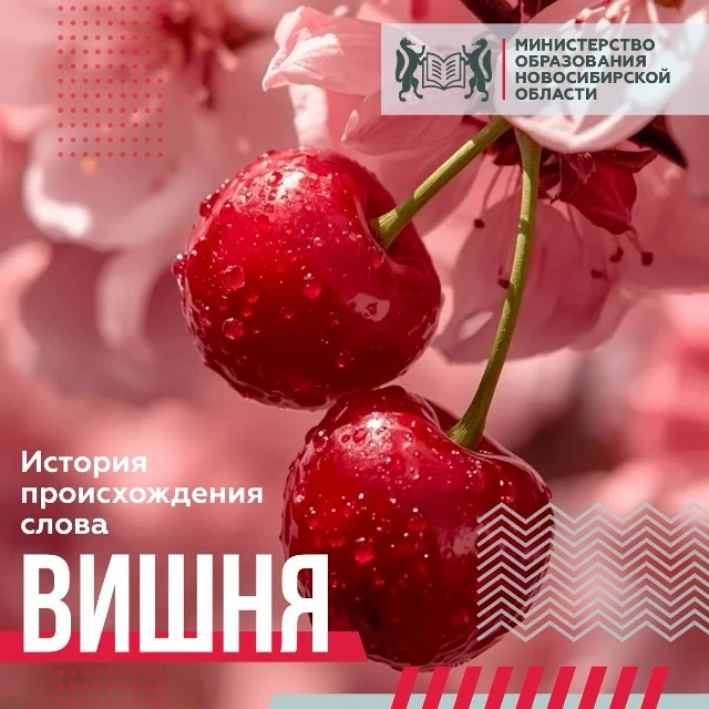 Общепринятой этимологии у слова «вишня» нет — но есть несколько версий, и каждая по-сво...