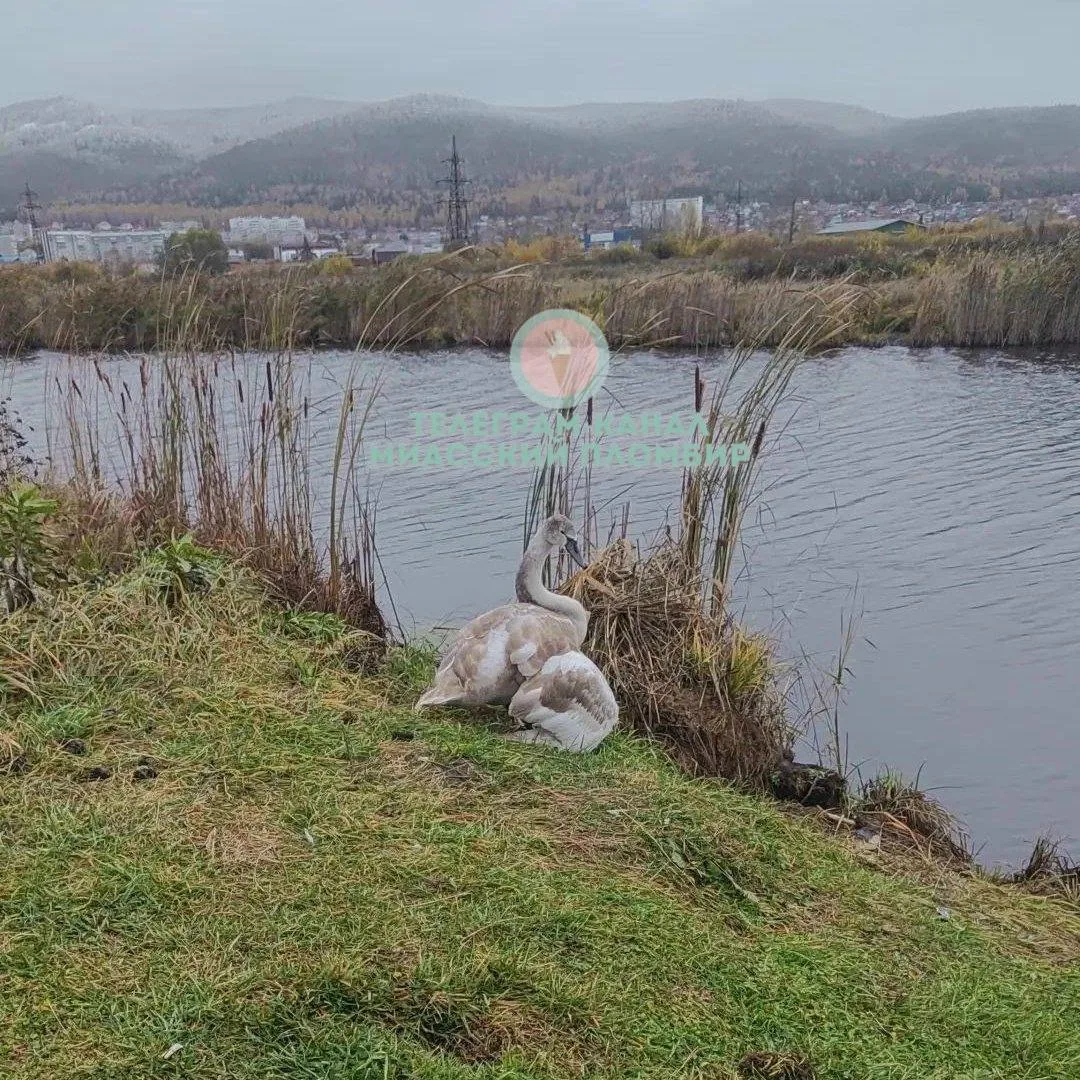 🦢 Молодого лебедя с поврежденным крылом заметили на водоеме между Автозаводом и Старым...