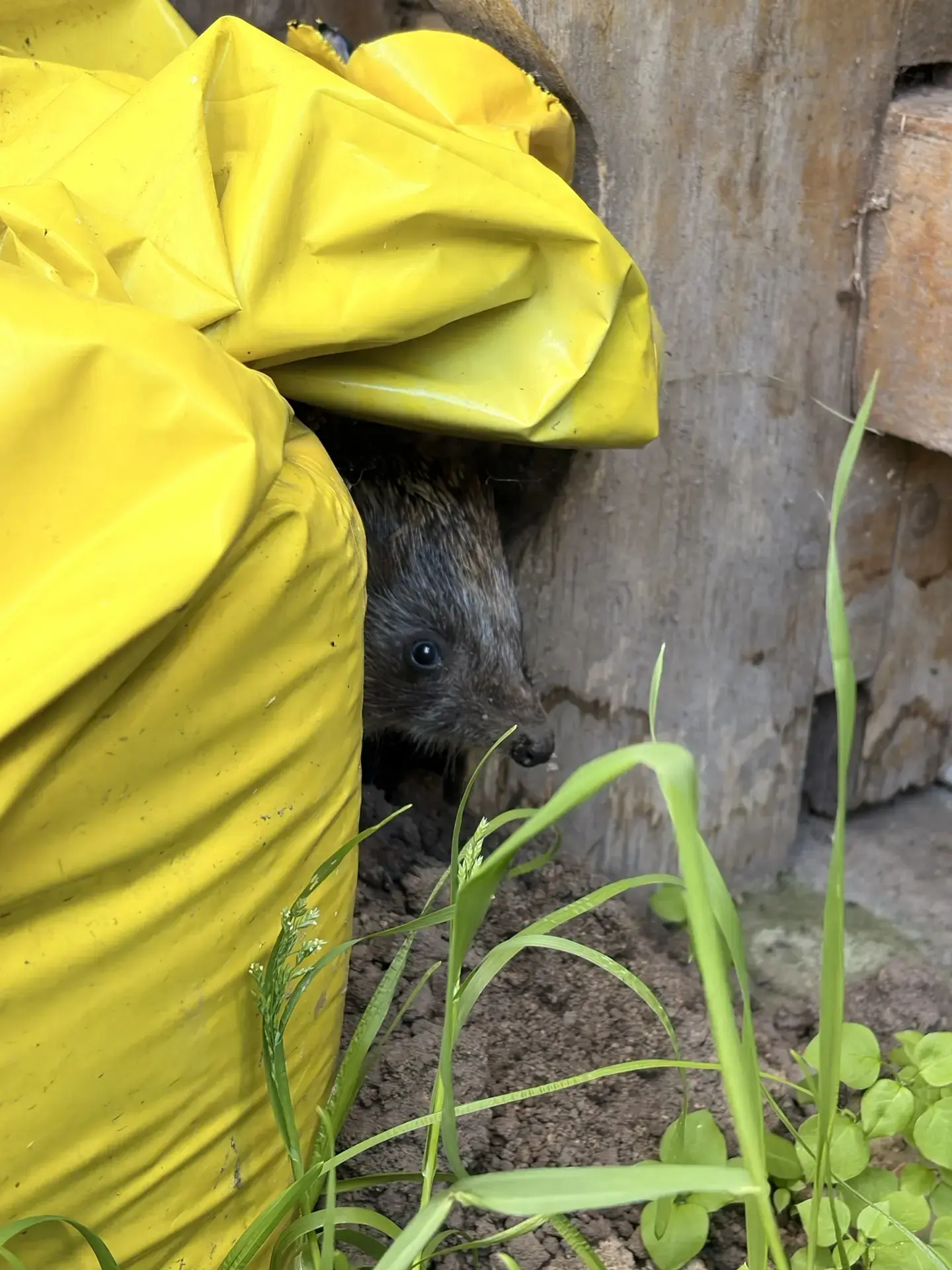 🦔 Увидели ежа летом? Остановитесь, улыбнитесь… и не трогайте!