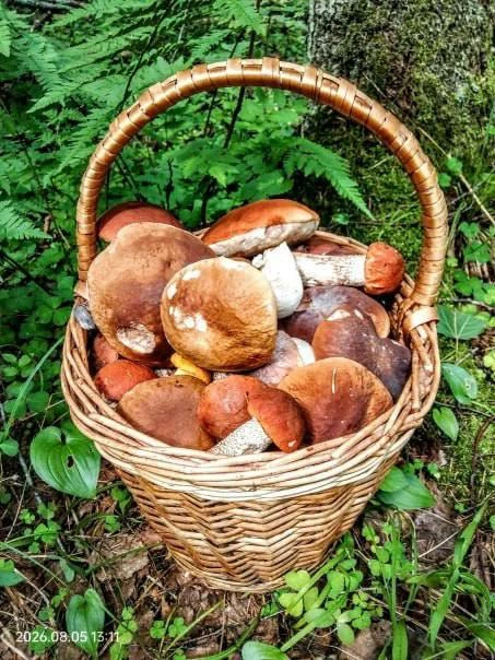 🍄‍🟫 Настоящий грибной бум начался в лесах под Петербургом 

Грибники набирают полные корзины лисич