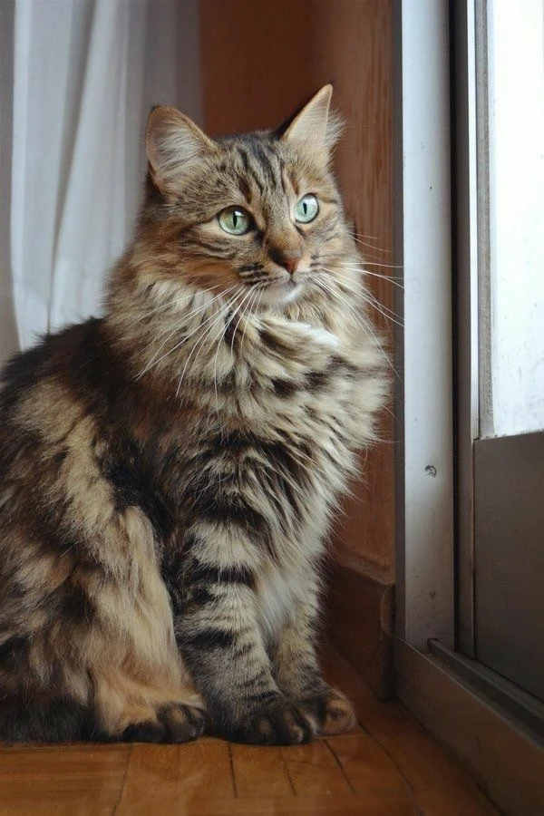 #КотикПодписчика 🥰