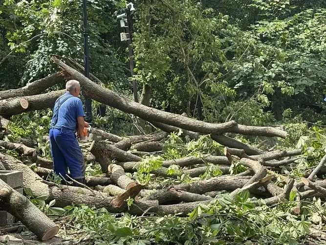 В парках Ростова высадят 200 новых деревьев взамен поврежденных ураганом

Глава Ростова-на-Дону Алек