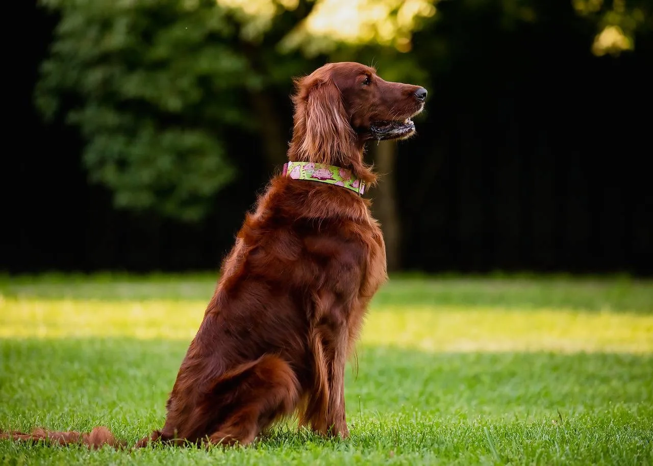 🐶 Мартингейл - это модель ошейника без застёжки с динамической конструкцией. Он надевается через го