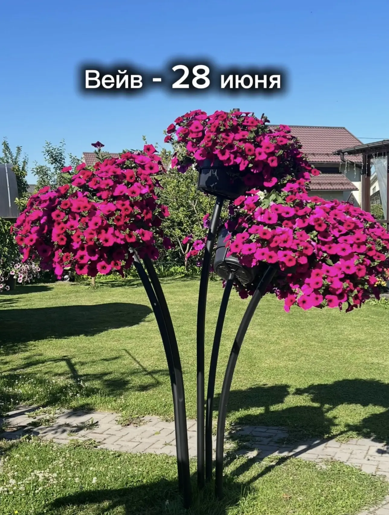 Вопрос, который сейчас мучает многих - нужно ли стричь петунию? 
Прямого ответа на данный вопрос нет