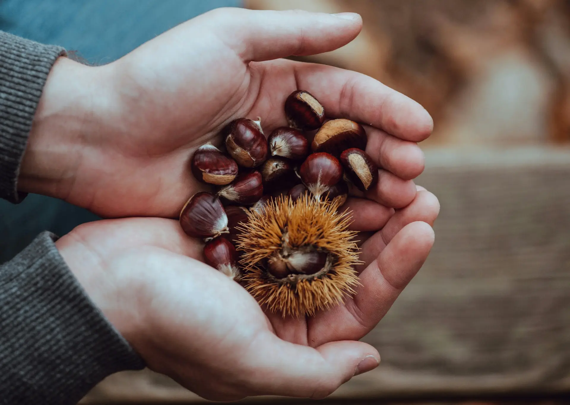 🌰 Народные приметы о каштане
