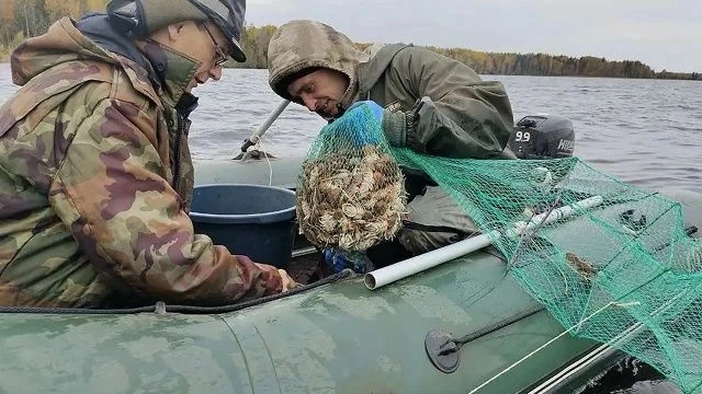 Вологодские раки пошли в промышленный оборот. Впервые добыли 1,94 тонны