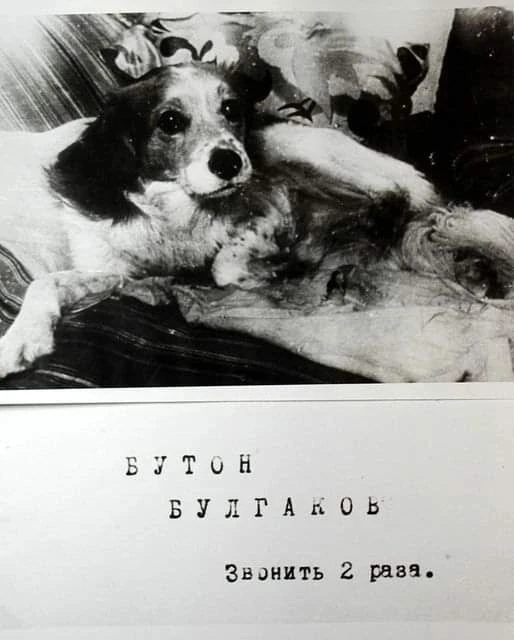 В московской квартире Михаила Булгакова и его супруги Любови Белосельской-Белозерской жил пёс Бутон.
