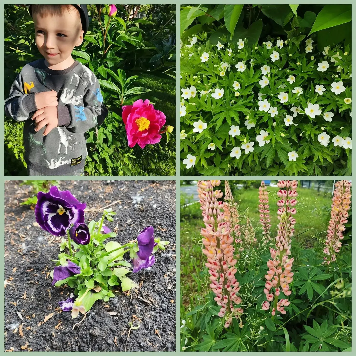 💐Цветочная феерия в нашем саду!🌼 

🌼Посмотрите, какие красавицы клумбы расцвели на территории наш