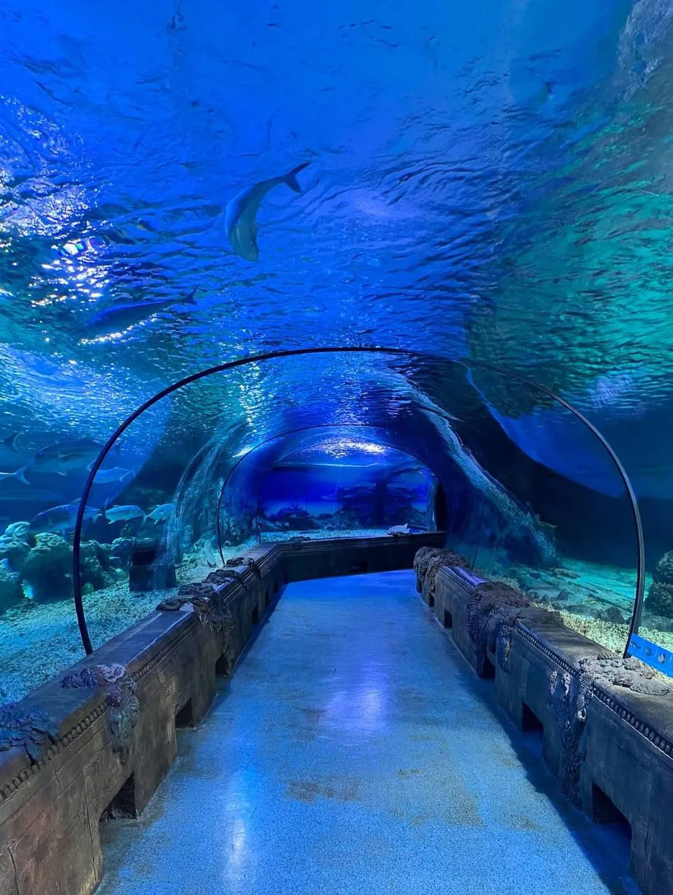 🐠 Первоклассникам — бесплатно в Океанариум №1 в День знаний