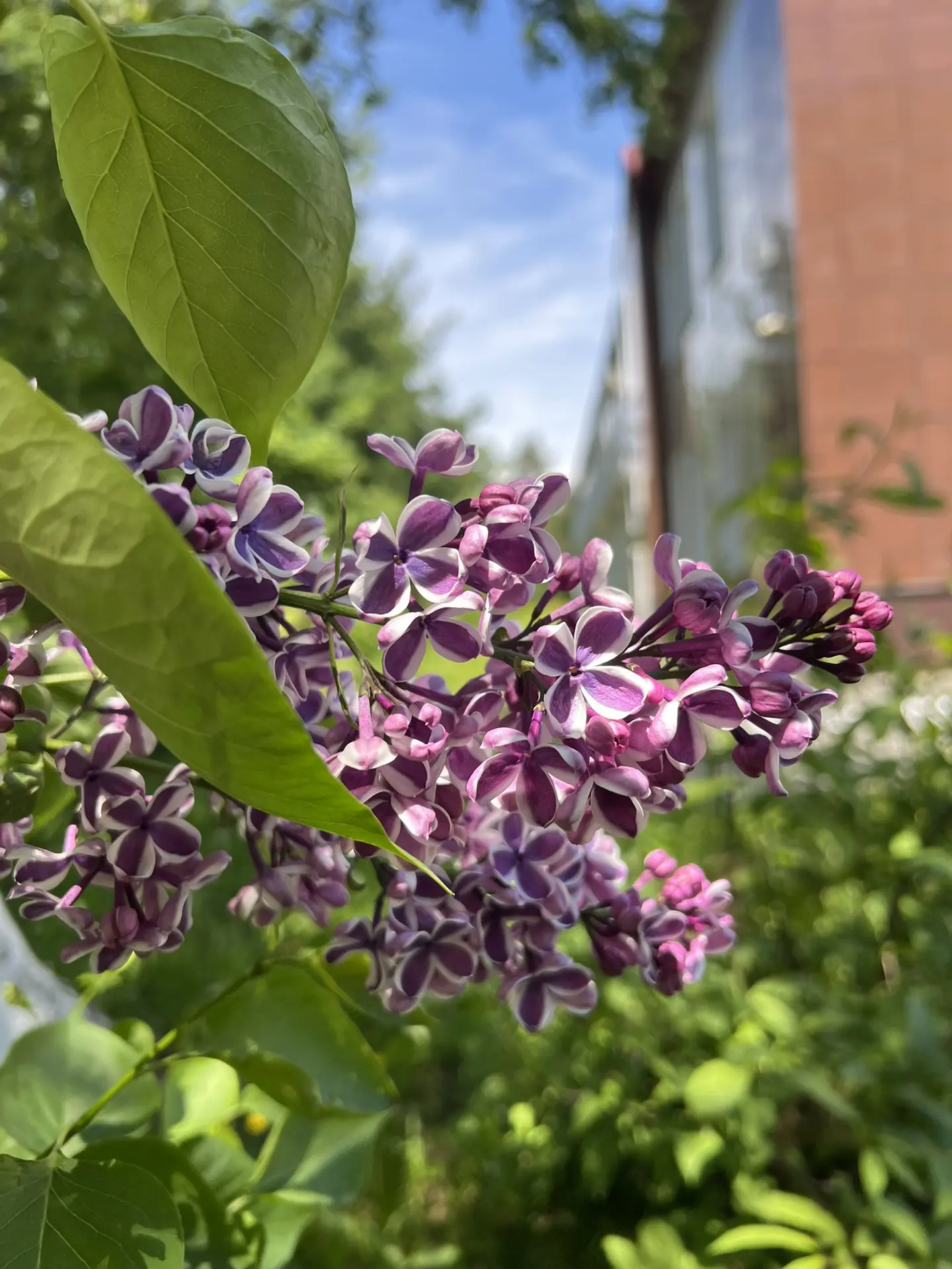 🌸 Сирень, которая хранит историю

Сейчас школьный двор наполнен нежным ароматом цветущей сирени. Дл