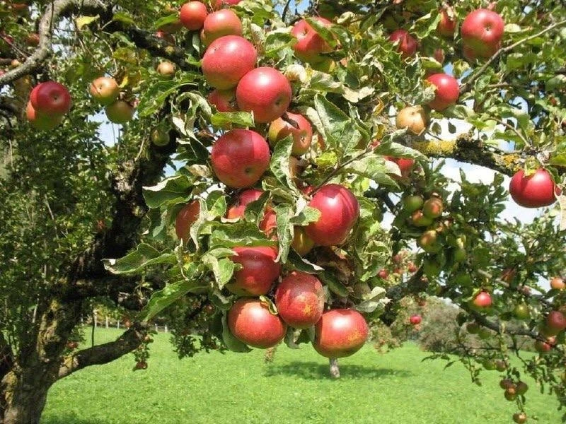 ЧЕМ ОПРЫСКИВАТЬ ЯБЛОНЮ ОТ БОЛЕЗНЕЙ В СЕНТЯБРЕ 🍎