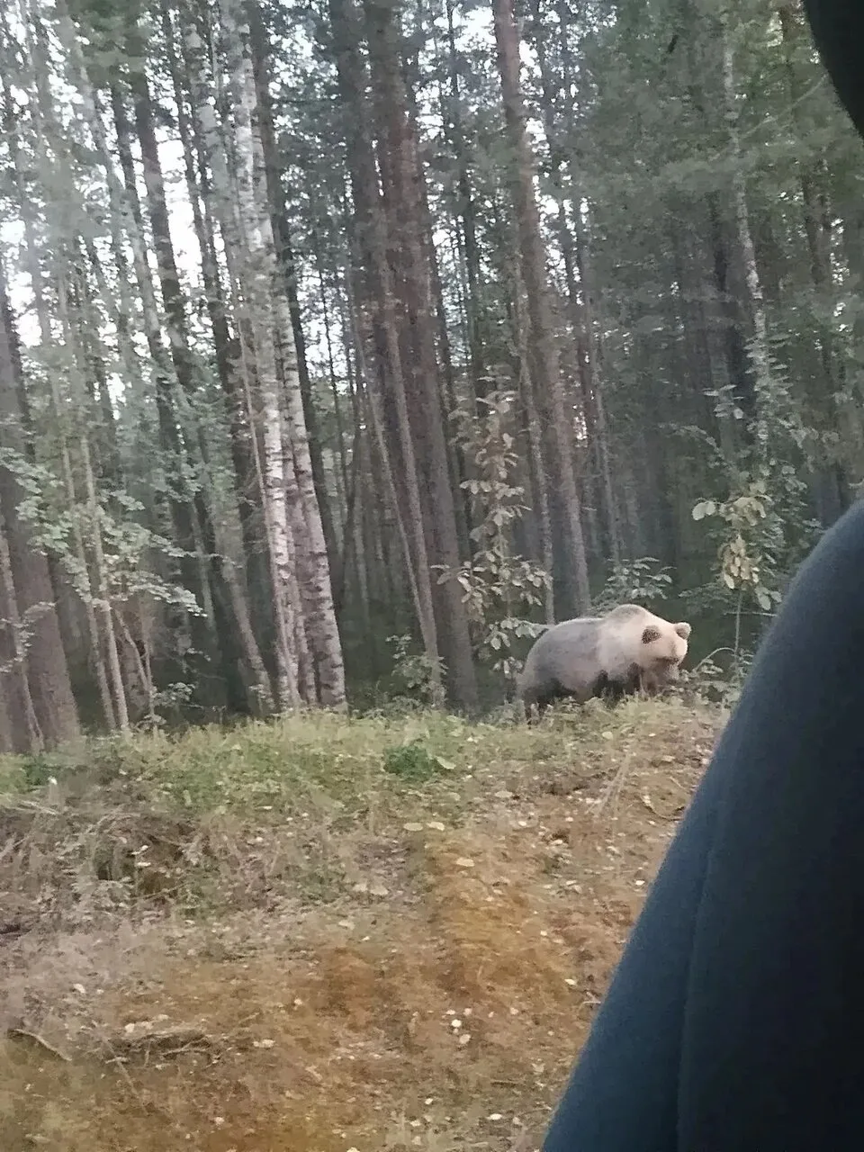 Медведь замечен на Карпогорской дороге ⚡