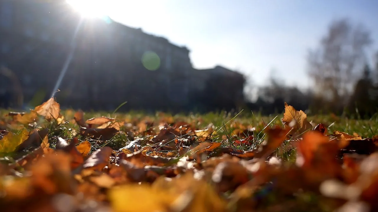 ☀️🍂 Тёплый октябрь ждёт жителей Новосибирской области. После небольшой волны холода в ...