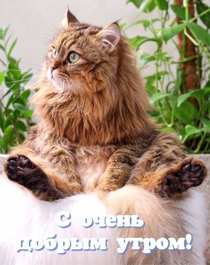 Котаны • подписаться 
Наш второй канал • Пушистики