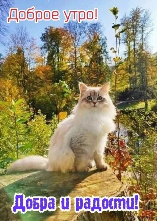 Красивые открытки❤️