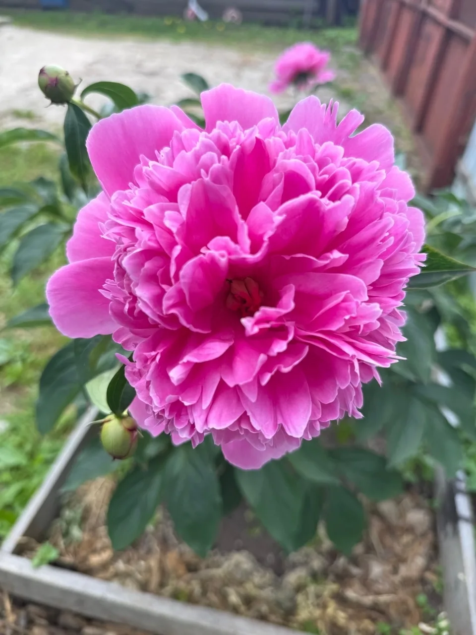 🌺📸🌺Городской флешмоб "Лето в фотообъективе" продолжается!
Новая тема "Самый красивый цветок" - до
