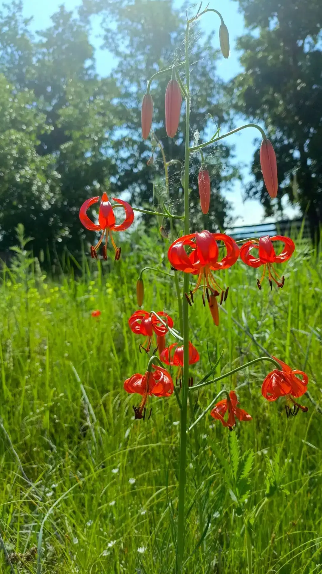 ☀️«Летнее утро»