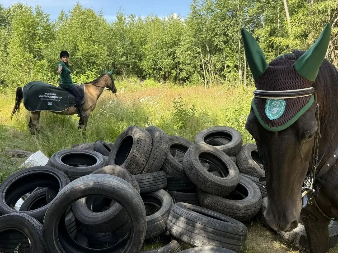 🐴 Конная экомилиция вышла на патрули в Ленобласти